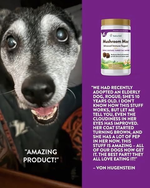 A vertical 4:5 ad creative featuring a close-up of a senior dog paired with a customer testimonial for an immune support supplement.